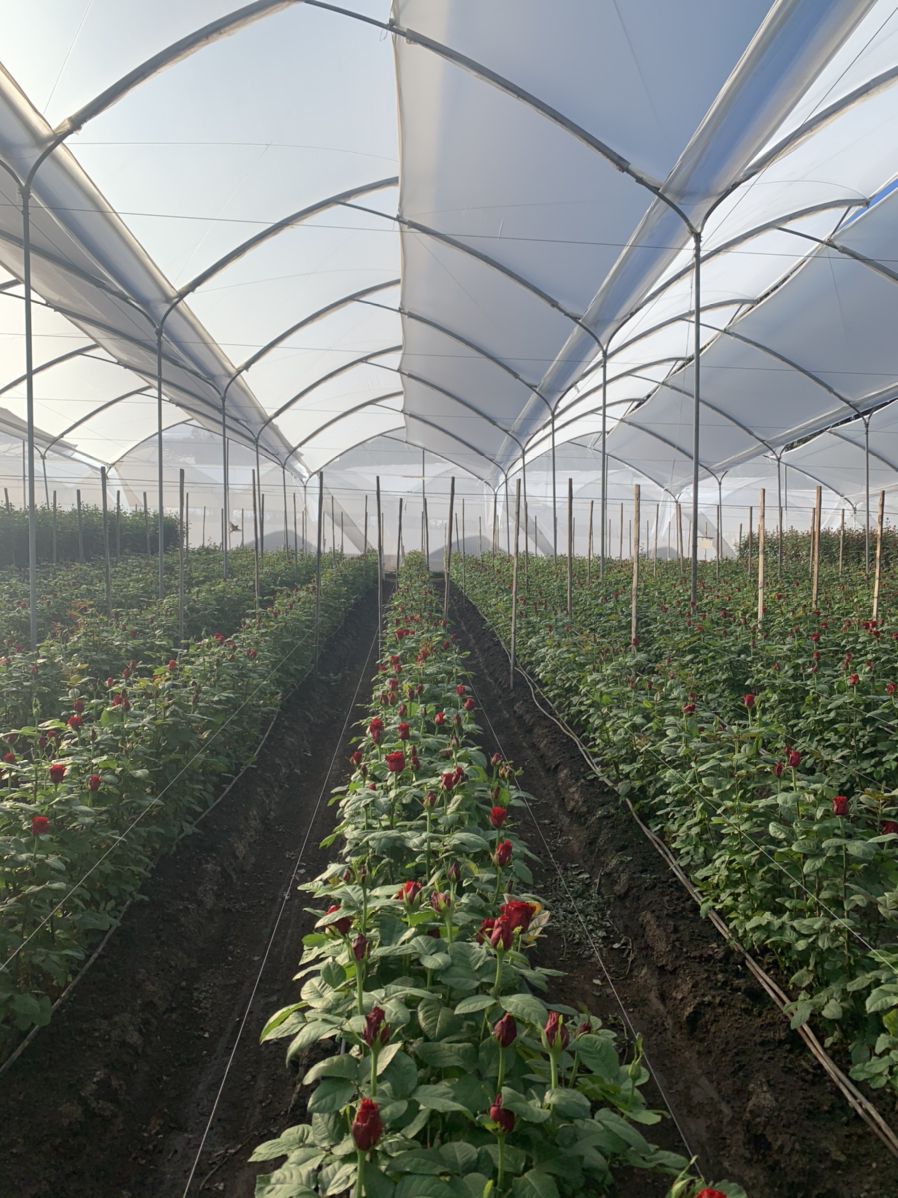 greenhouse